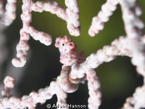Cute Little Pygmy Sea Horse. by Adam Hannon 